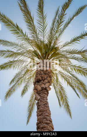 Datum palm Krone von unten Stockfoto