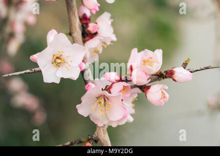 Mandel Blüten und Knospen im Frühjahr, Kreta Stockfoto