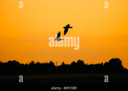 Schwarze Silhouetten in der Hintergrundbeleuchtung von zwei fliegenden Raben Krähen in Sonnenuntergang Himmel. Belarussische Natur und Tierwelt. Stockfoto