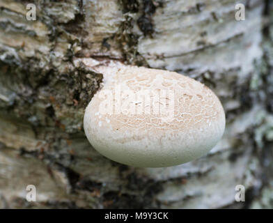 Birch polypore Pilz (Fomitopsis Betulina) auf Silber Birke (Betula pendula) Stockfoto