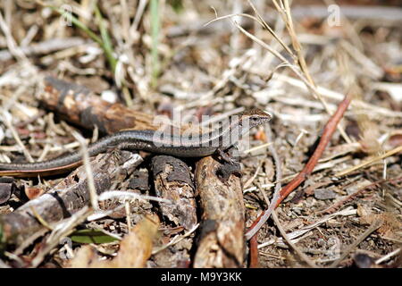 Droptail Skink Lizard auf dem Waldboden. Victoria, Australien. Stockfoto