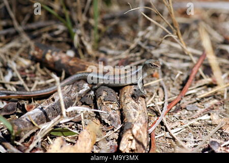 Droptail Skink Lizard auf dem Waldboden. Victoria, Australien. Stockfoto