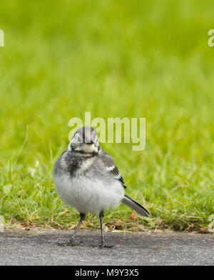 Junge pied Bachstelze (Motacilla Alba) Stockfoto