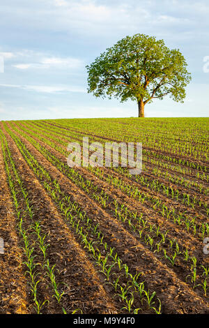 Ein Bauernhof Feld mit einer neuen Ernte von Mais wächst und Nußbaum. Stockfoto