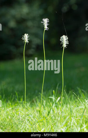 Hoary Wegerich (Plantago media) Blüten Stockfoto