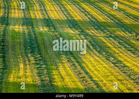 Rolling Bauernhof Feld mit frisch geschnittenem Heu. Stockfoto