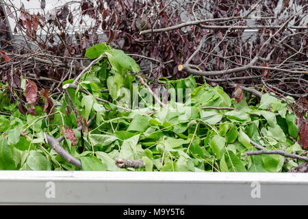 Niederlassungen in der Rückseite des Staplers. Die Arbeit der Gärtner, Bäume. Wien, Österreich. Stockfoto