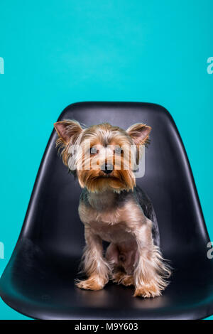Lonely Yorkshire Terrier auf dem Stuhl isoliert auf Grün Stockfoto