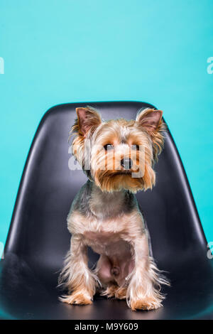 Lonely Yorkshire Terrier auf dem Stuhl isoliert auf Grün Stockfoto
