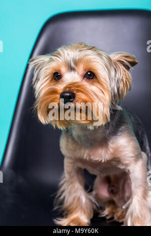 Lonely Yorkshire Terrier auf dem Stuhl isoliert auf Grün Stockfoto