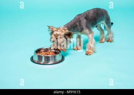 Yorkshire Terrier Essen vom Teller. Isoliert Stockfoto