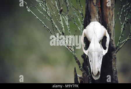 Kangaroo Schädel auf Moos bedeckt Baumstumpf im Wald. Moody, dunkel, heidnischen und tiertotem Konzepte. Stockfoto