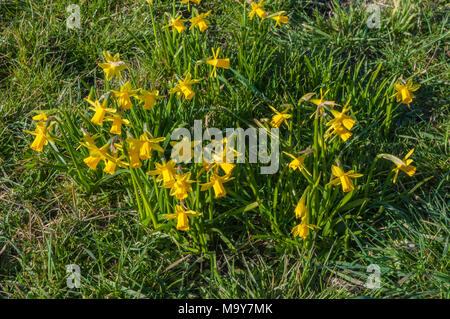 Büschel der Narzissen (NARZISSE) "Februar Gold". in lokalen Park in Blackpool. Stockfoto