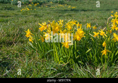 Büschel der Narzissen (NARZISSE) "Februar Gold". in lokalen Park in Blackpool. Stockfoto