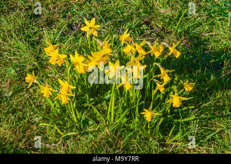 Büschel der Narzissen (NARZISSE) "Februar Gold". in lokalen Park in Blackpool. Stockfoto