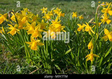 Büschel der Narzissen (NARZISSE) "Februar Gold". in lokalen Park in Blackpool. Stockfoto