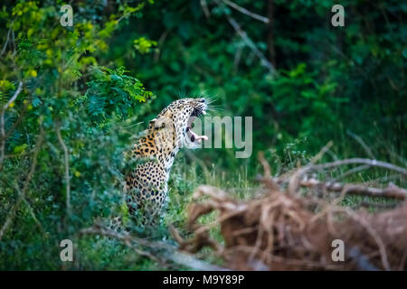 Weibliche Leopard (Panthera pardus) im grünen Dschungel woodland Unterholz gähnen Mit herausgestreckter Zunge, Nationalpark Kumana, östlichen Provinz, Sri Lanka Stockfoto