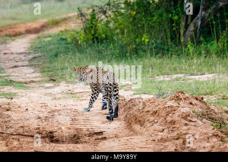 Weibliche Leopard (Panthera pardus), stehend auf einem Track, Nationalpark Kumana, östlichen Provinz, Sri Lanka Stockfoto