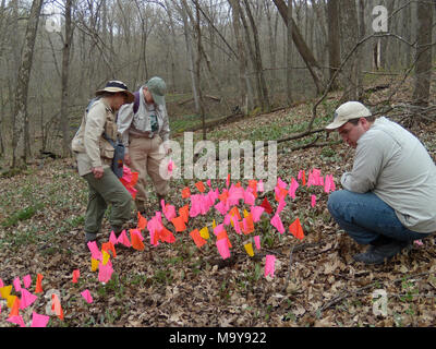Zwerg Forelle lily Umfrage April 14, 2010. 2010 Minnesota Zwerg Forelle lily Umfragen bei nerstrand Big Woods State Park, Minnesota. Mehrere Helfer in diesen Erhebungen unter der Leitung des Minnesota Abteilung der natürlichen Ressourcen beteiligt. Nancy Sather (links) und Derek Anderson (rechts), Minnesota DNR, zeigen ein Freiwilliger wie Minnesota Zwerg Forelle Lilien mit Flaggen zu markieren zählt zu erleichtern. Stockfoto