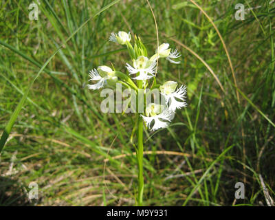 Östlichen Prairie gesäumten Orchidee. Föderativ bedrohten Arten östlichen Prairie gesäumten Orchidee in voller Blüte. Bilder am Ufer des Saginaw Bay in der Nähe der Mündung des Flusses in Saginaw Bay County Michigan genommen. Durch USFWS; Joseph Haas Stockfoto