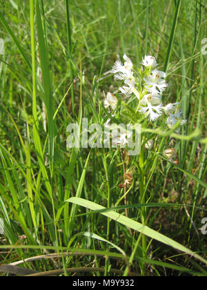 Östlichen Prairie gesäumten Orchidee. Föderativ bedrohten Arten östlichen Prairie gesäumten Orchidee in voller Blüte. Bilder am Ufer des Saginaw Bay in der Nähe der Mündung des Flusses in Saginaw Bay County Michigan genommen. Durch USFWS; Joseph Haas Stockfoto