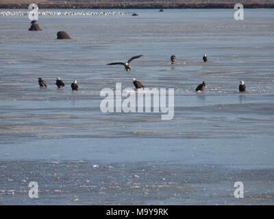 Gruppe der Adler auf dem Eis. 10 Weißkopfseeadler in Pelican Pool feed auf Schnee Gänse, mit Schnee Gänse im Hintergrund. Stockfoto