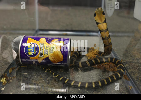King Cobra. King Cobra, gefunden in einem Chip kann, während des Betriebs Dschungel Buch erholt. Die Gebühren wurden vor kurzem gegen 16 Angeklagte im Zusammenhang mit Betrieb Dschungelbuch - die größte prosecutorial Sweep in der Gegend von Los Angeles eingereicht. Der Betrieb erhielt seinen Namen aufgrund der Anzahl und Vielfalt von Tieren, die vor kurzem in der Gegend von Los Angeles beschlagnahmt wurden. Stockfoto