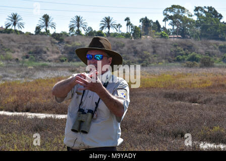 Leichtfüßig die Ridgway rail Streifenbildung und Release bei Batiquitos Lagune. Zuflucht Manager, Brian Collins, die erklären, wie das Licht zu lösen - Ridgway schienen vor Ort. Leichtfüßig die Ridgway Rail ist eine bundesweit gefährdeten Vogelarten. Partner aus den USA und Wildnis-service, Kalifornien Abteilung der Fische und Wildtiere, dem Zoo von San Diego, SeaWorld und lebendigen Coast Discovery Center unterstützen die gefährdete Vogel durch ein Captive - Zucht- und Release Programm erholen. Heute (09/28/17) veröffentlichten wir 5 Vögel in freier Wildbahn bei Batiquitos Lagune in Carlsbad, CA. Stockfoto