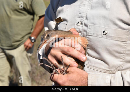 Leichtfüßig die Ridgway rail Streifenbildung und Release bei Batiquitos Lagune. Leichtfüßig die Ridgway Rail ist eine bundesweit gefährdeten Vogelarten. Partner aus den USA und Wildnis-service, Kalifornien Abteilung der Fische und Wildtiere, dem Zoo von San Diego, SeaWorld und lebendigen Coast Discovery Center unterstützen die gefährdete Vogel durch ein Captive - Zucht- und Release Programm erholen. Heute (09/28/17) veröffentlichten wir 5 Vögel in freier Wildbahn bei Batiquitos Lagune in Carlsbad, CA. Stockfoto