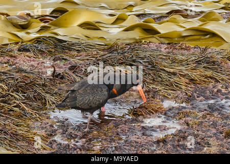 Variable Austernfischer und Kelp, Curio Bay, Catlins, Neuseeland Stockfoto