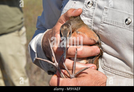 Leichtfüßig die Ridgway rail Streifenbildung und Release bei Batiquitos Lagune. Leichtfüßig die Ridgway Rail ist eine bundesweit gefährdeten Vogelarten. Partner aus den USA und Wildnis-service, Kalifornien Abteilung der Fische und Wildtiere, dem Zoo von San Diego, SeaWorld und lebendigen Coast Discovery Center unterstützen die gefährdete Vogel durch ein Captive - Zucht- und Release Programm erholen. Heute (09/28/17) veröffentlichten wir 5 Vögel in freier Wildbahn bei Batiquitos Lagune in Carlsbad, CA. Stockfoto