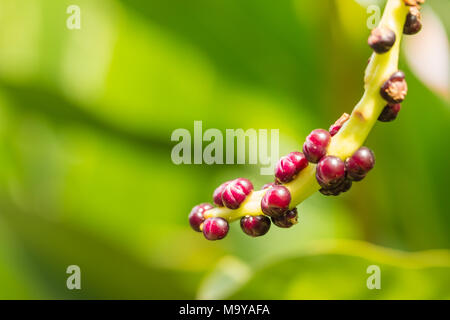 Saatgut von Malabar Nightshade, Ceylon, Spinat, Gemüse in Thailand Stockfoto