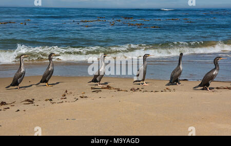 Gruppe von Pied shag am Waipapa Point, die Catlins, Southland, Neuseeland Stockfoto