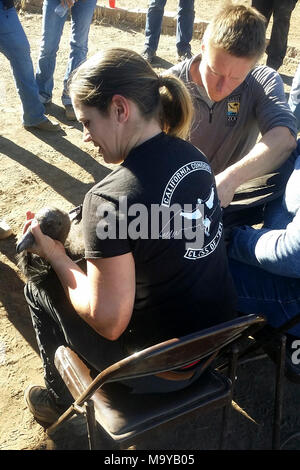 Nadya Dichtung Glauben und David Meyer, beide mit dem Weihnachtsmann. BITTER CREEK National Wildlife Refuge, Kalifornien (31. 13, 2017) - - Nadya Dichtung Glauben und David Meyer, beide mit dem Zoo in Santa Barbara, Kalifornien Kondor Nr. 839 für die Veröffentlichung vorzubereiten. Biologen mit dem US-amerikanischen Fisch und Wildlife Service freigegeben sechs Gefangenschaft gezüchtete gefährdete Kalifornien Kondore in das wilde Ende letzten Jahres von Bitter Creek National Wildlife Refuge (NWR) in Kern County, Kalifornien. Stockfoto