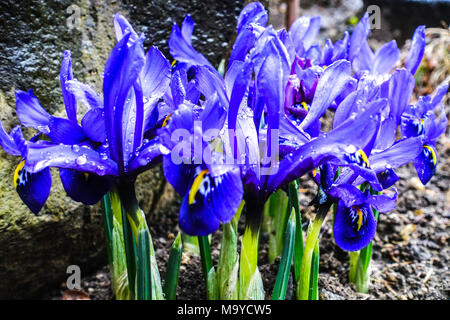 Iris reticulata 'Harmony'. Zwerg Iris blaue Blume Nahaufnahme Stockfoto