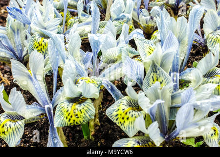 Iris reticulata 'Katherine Hodgkin' Zwerg Iris Blüte Stockfoto