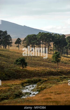 Abgelegene Landschaften im Wicklow-Nationalpark in Südirland. Stockfoto