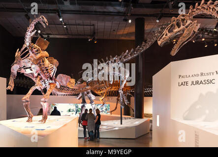 Leute an der Dinosaurier, Skelette und Dinosaurier Dinosaurier Fossilien in Houston Museum of Natural Science, Houston, Texas, USA Stockfoto