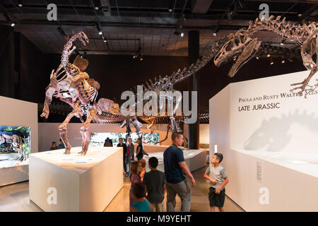 Besucher, darunter Familien und Kinder, die sich Dinosaurier-Fossilien und -Knochen ansehen; das Innere des Houston Museum of Natural Science in Houston, Texas, USA Stockfoto