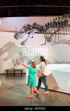 Mutter und Kind ein T-Rex fossile der Tyrannosaurus Rex Dinosaurier, Houston Museum of Natural Science, Houston, Texas, USA Stockfoto