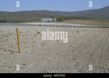 Noworossijsk, Russland - 30. September 2017: Sikory 2 Weinberge in den Hügeln der Sikory Weingut 2. Stockfoto