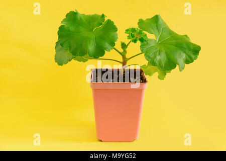 Junge pelargonie Transplantation von einem Schneiden gewachsen. Stockfoto