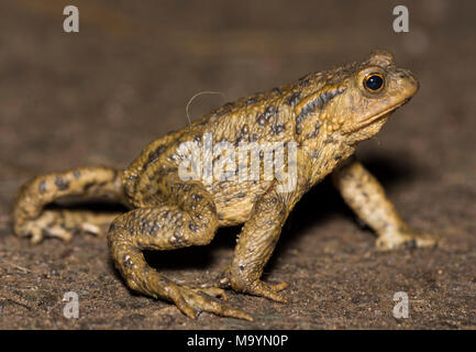 Männliche europäischen Erdkröte (Bufo bufo) auf dem Kriechen in einer regnerischen Nacht in Yorkshire, Nordengland. Stockfoto