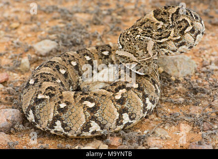 Puff Adder (Bitis arietans) in Marokko in Nordafrika. Stockfoto