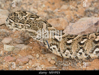 Puff Adder (Bitis arietans) in Marokko in Nordafrika. Stockfoto