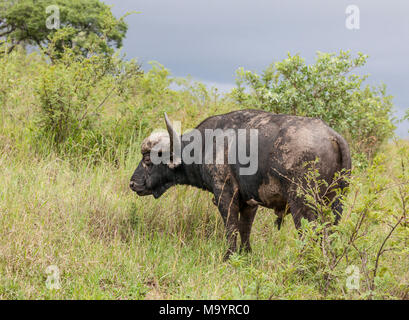 Alte, schlammig, afrikanische Büffel, Syncerus caffer, mit zwei Oxpeckers; Krüger NP, Südafrika Stockfoto