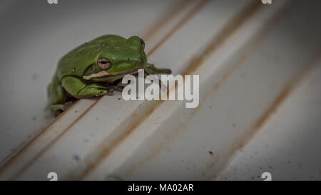 Nahaufnahme eines grünen Frosch sitzend auf tan Metall Dach Stockfoto