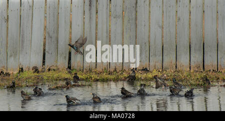 Schwarm Vögel schwimmen in der Pfütze mit Zaun, Gras und fliegender Vogel im Hintergrund Stockfoto