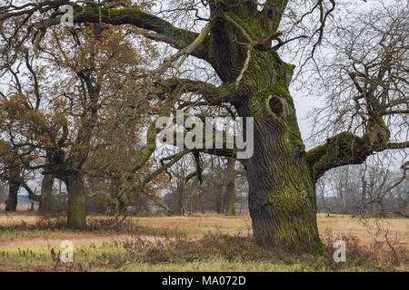 Große alte blattlosen Eichen (Quercus robur) in herbstlichen Farben, Rogalin, Polen. Stockfoto