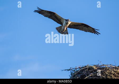 Fischadler (Pandion haliaetus) fliegen mit Fisch in den Krallen. Mackenzie River, Northwest Territories (NWT) Kanada Stockfoto